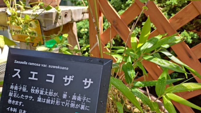 「らんまん」が終わり「ブギウギ」始まる