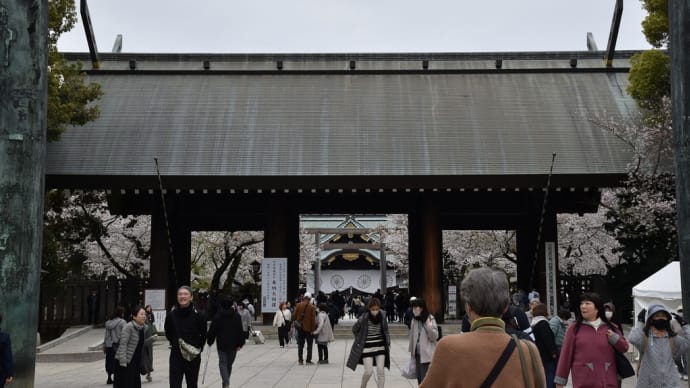 ソメイヨシノ狩り 東京都千代田区 千代田さくら祭り2024:靖国神社(1)神門から中門鳥居と拝殿とソメイヨシノ