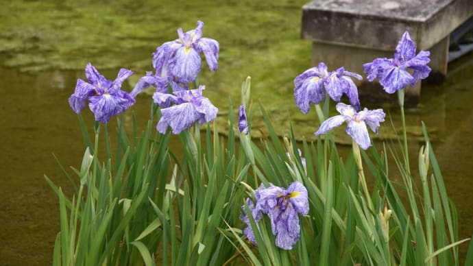 あじさい狩り 静岡県掛川市原里 加茂荘花鳥園・花菖蒲園(8)コロナ発症