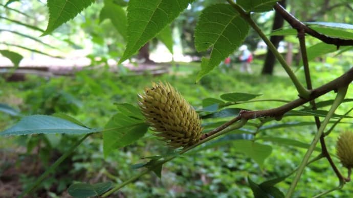 よく見たら緑の実いろいろ~京都府立植物園2024/7中旬(7)