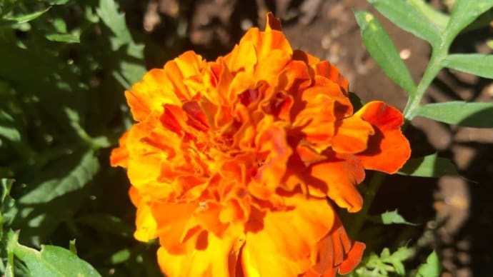 陽射し強☀️ 義母をおうちに 連れ帰る