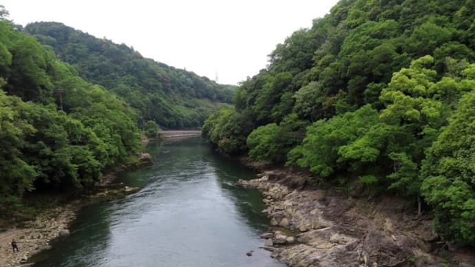 初夏の川辺の赤い実~宇治川散歩2025/5下旬(1)