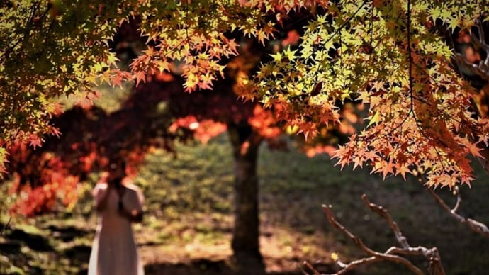 紅葉のグラデーション　～奈良公園・秋景　②
