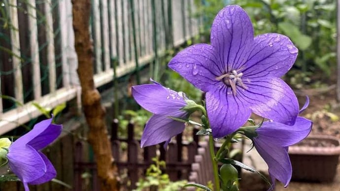 豪雨長雨で我が家の夏場には、水分を吸いすぎて困っている　紫の上品な桔梗の花も彩る