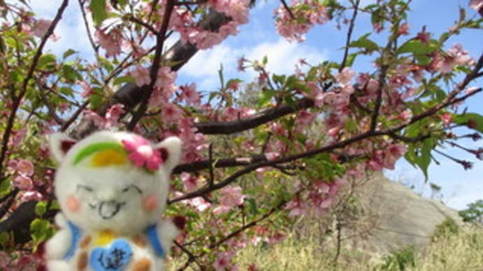 頼朝桜