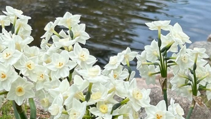 春の水面にハーモニーを奏でる