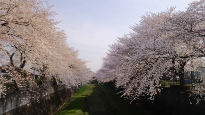 立川市 残掘川の桜