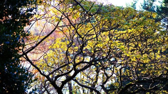 自然教育園日記 その224 名残の紅葉をZeissが撮る