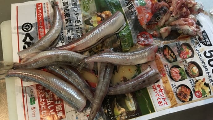 沖うるめ?二ギス?(^.^)冷蔵庫干し