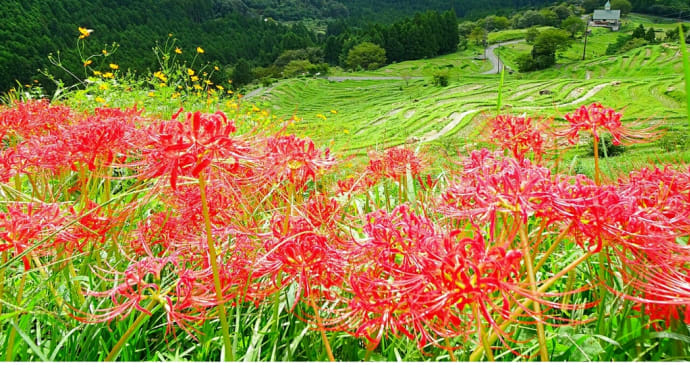 丸山千枚田　2021.9.20