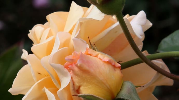 ロイズ本社の秋の薔薇8-1