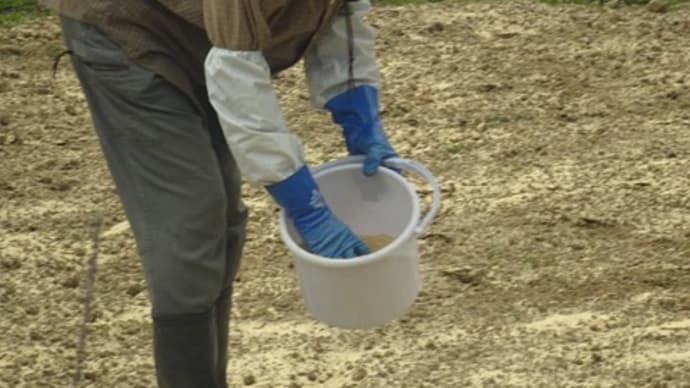 米ぬか散布