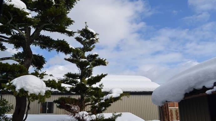 雪が積もった・・・
