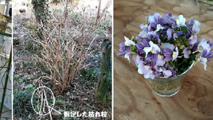 慣れないつるバラの剪定・誘引をしたとですぅ~( *´艸`)