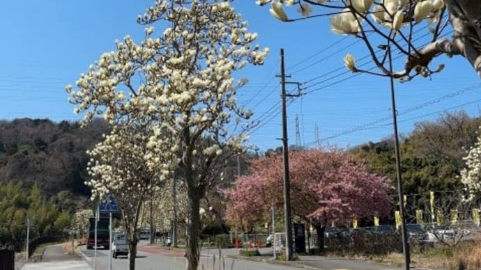 「芦名坂本線」のハクモクレンが見頃に