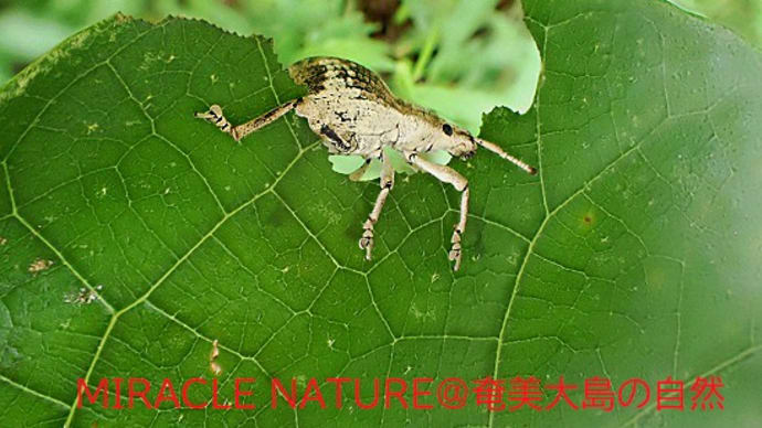 シマグワの葉を齧るオキナワクワゾウムシ