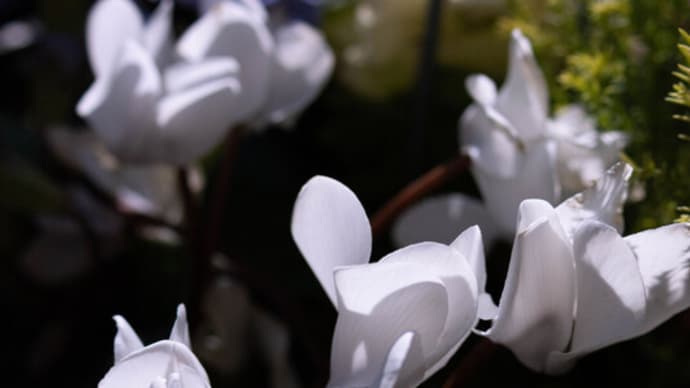 ●我が家の1月の花(8) ガーデンシクラメン ビオラ カランコエ シクラメン 梅の蕾
