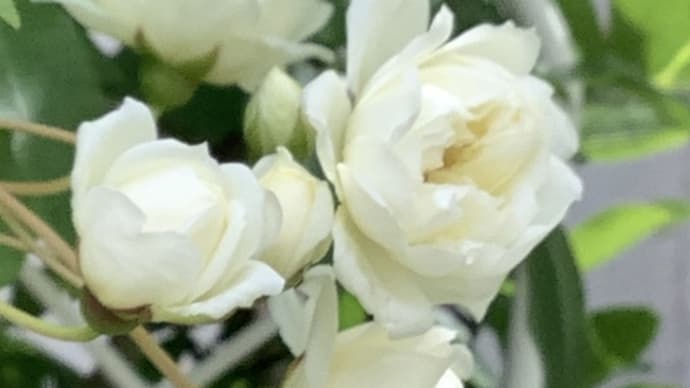 白い木香薔薇が開き始めた