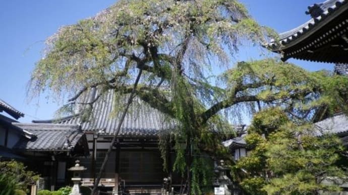 江戸時代から続く「犬山祭」