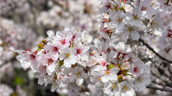 蹴上南禅寺の桜と辛子そば　～桜と京都街中華のチャーメン～