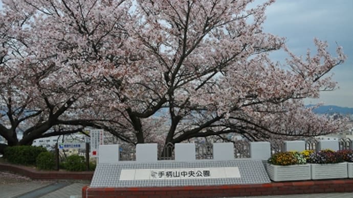 手柄山中央公園 の 「桜」 2015 ②