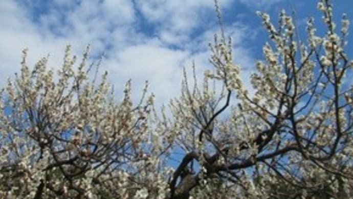 大阪府営山田池公園へ 河津桜