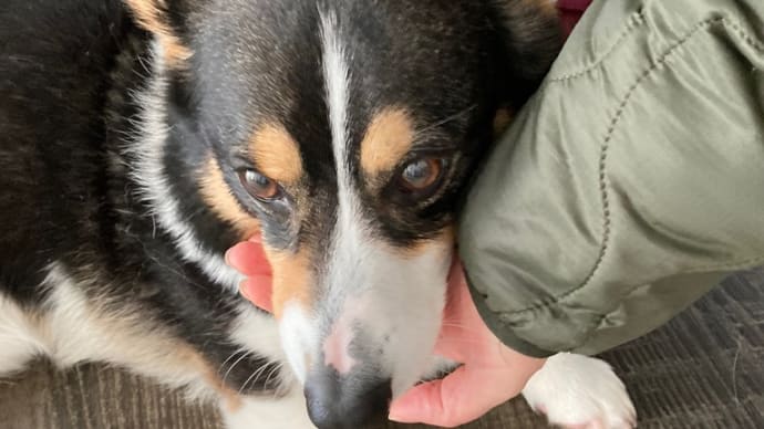 20230319の猫たちと時々犬