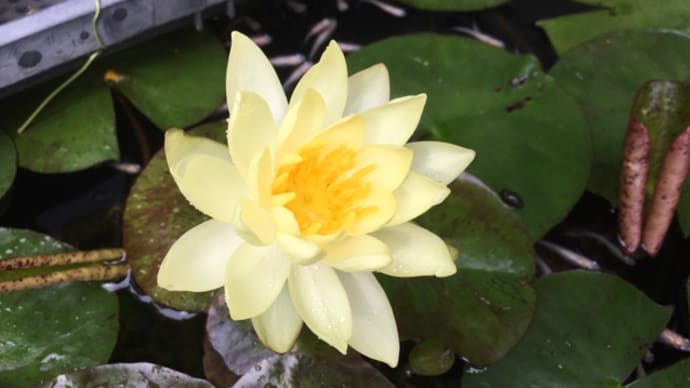 熱帯睡蓮が咲きました!