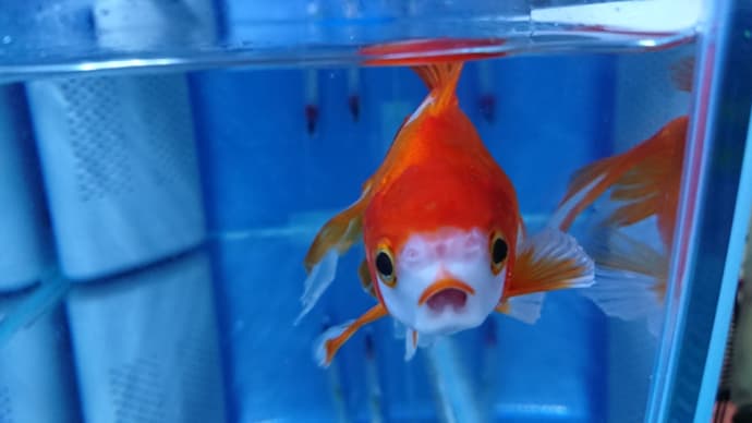 近頃の金ちゃん
