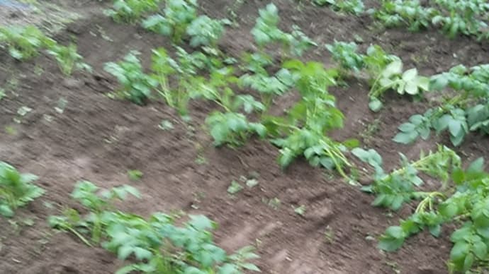 ナス、ピーマンを定植、ジャガイモ土寄せ芽欠き