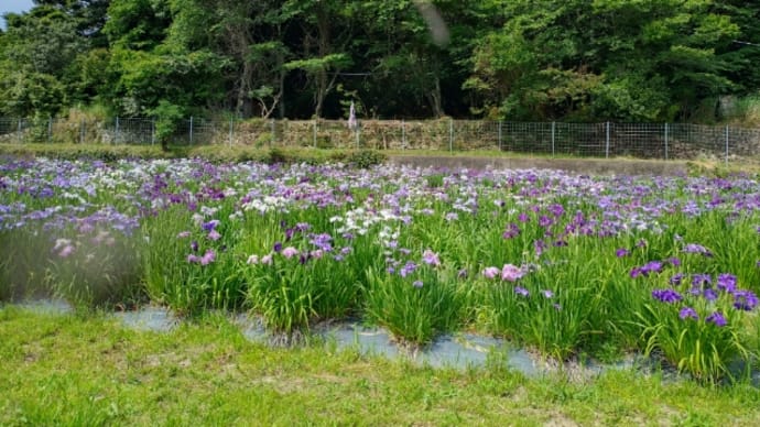 菖蒲園