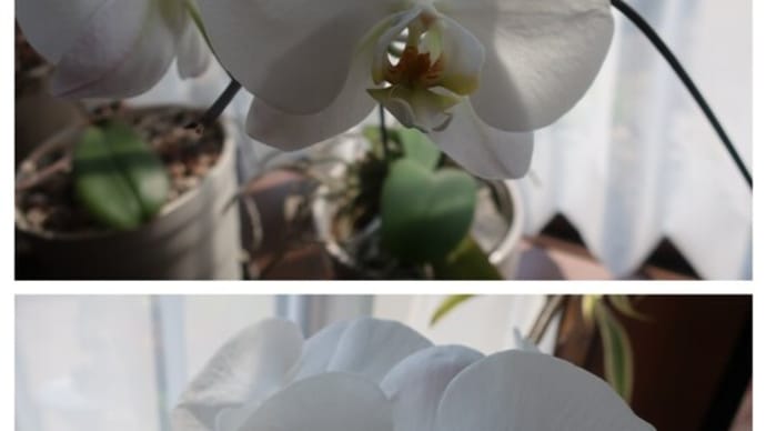 今の我が家の花たちと今日もコロッケ~♪