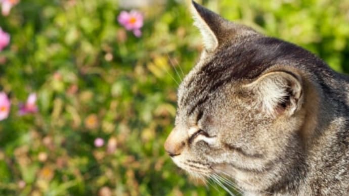 外猫と室内飼い 命の格差