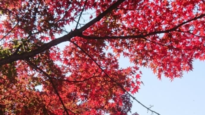 朝散歩 紅葉の公園♬木枯らしに抱かれて