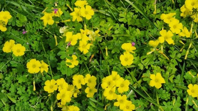 カタバミの花