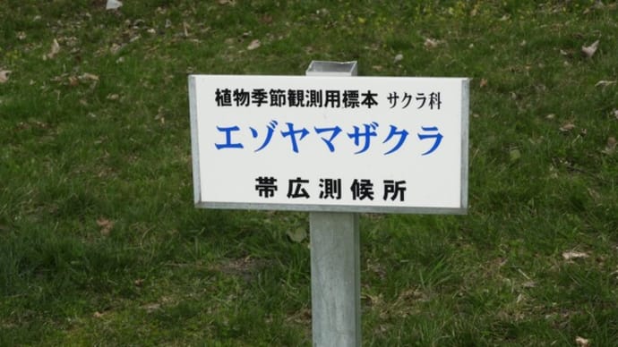 サクラ開花宣言ありました!