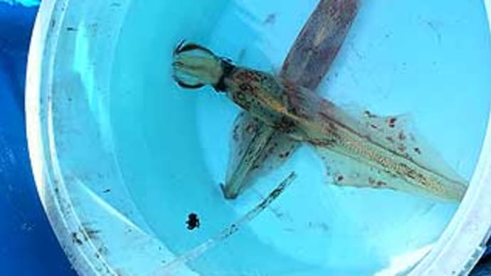 F様のヤリイカ釣行(鹿島港、清栄丸)。