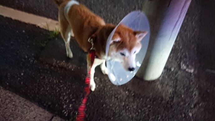 夜散歩しました 190702