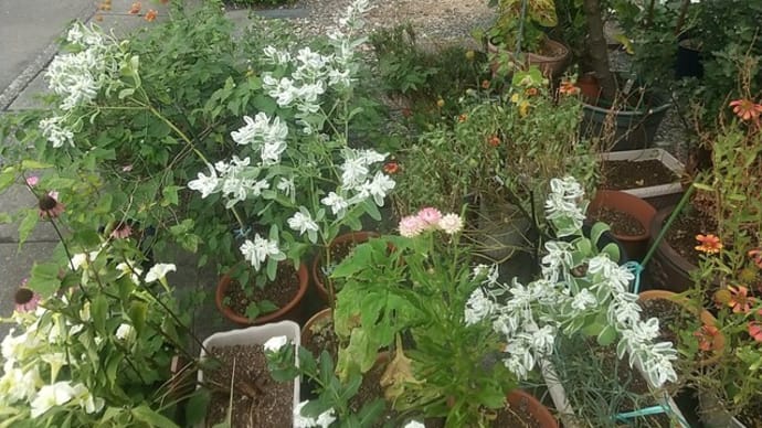 今一番目立っている花「ハツユキソウ」