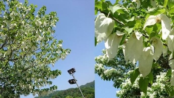 ハンカチの木となんじゃもんじゃの木(足利フラワーパーク②)