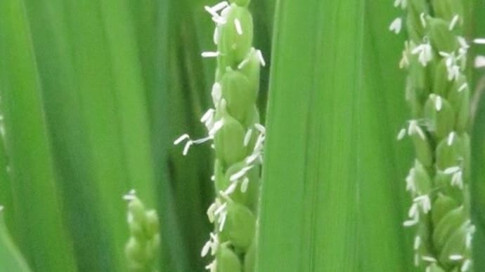 穂先に白い花が！・・・稲の花　ヘクソカズラ