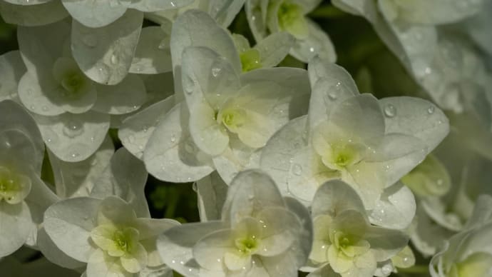 権現堂公園の紫陽花 その7