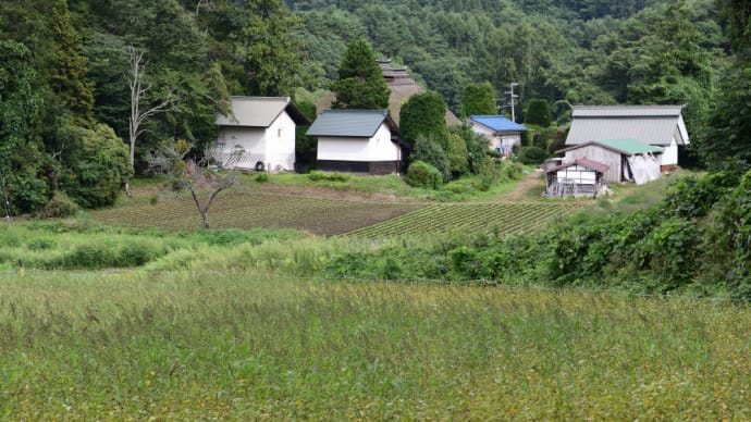 長野市大岡へ撮影ポイント探し・・・ ☆そば畑と茅葺きの古民家は・・・