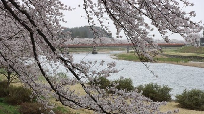 桜とカタクリと水芭蕉