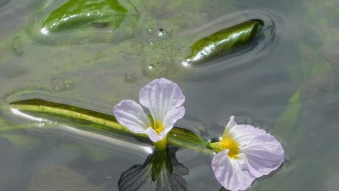 用水の水草ー光と影