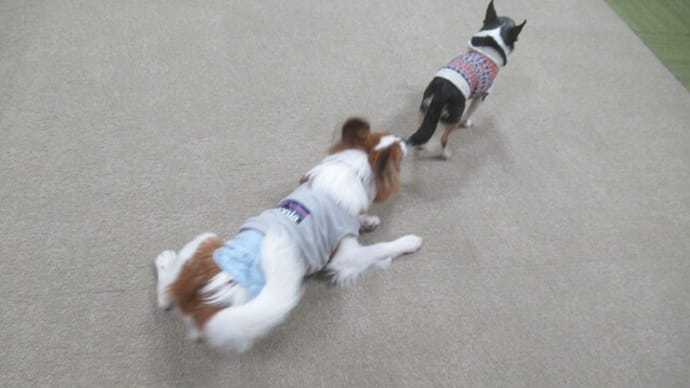 2023/12/05 犬の幼稚園BuddyDog