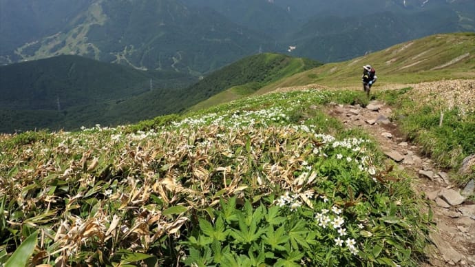 念願の花の山 平標山 #1