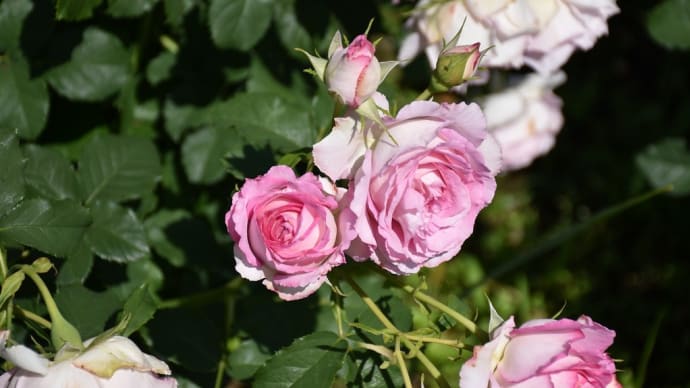 バラ狩り 神奈川県平塚市 花菜ガーデン:ローズフェスティバル2022春(2)花菜でKANAですKANA GARDEN