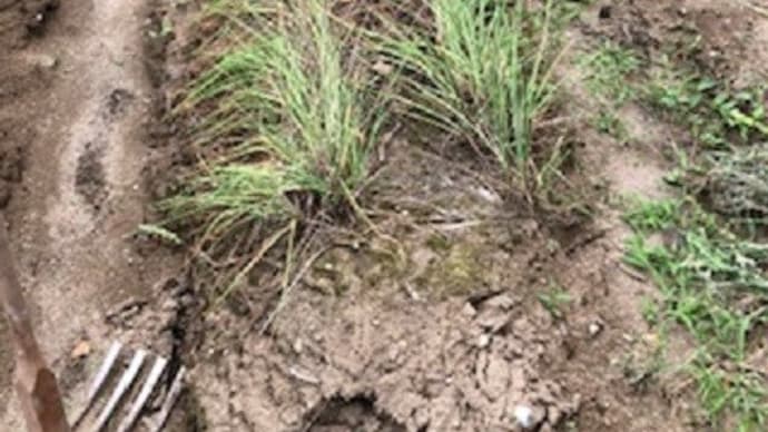 家庭菜園でラッキョウを収穫 早速「甘酢漬け」「塩ラッキョウ漬け」「醤油漬け」に (友人投稿)