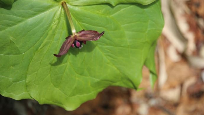 栂池自然園の花 7月末 その4 風穴から楠川の手前まで